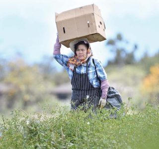 County buying local produce to give away